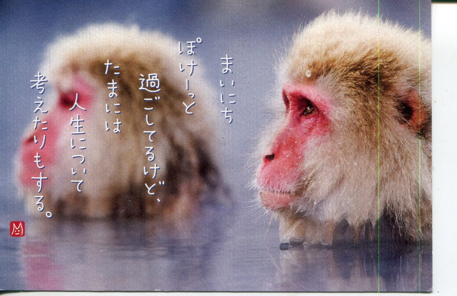 collect ROC: Japan Postcard: Red-Faced Monkey