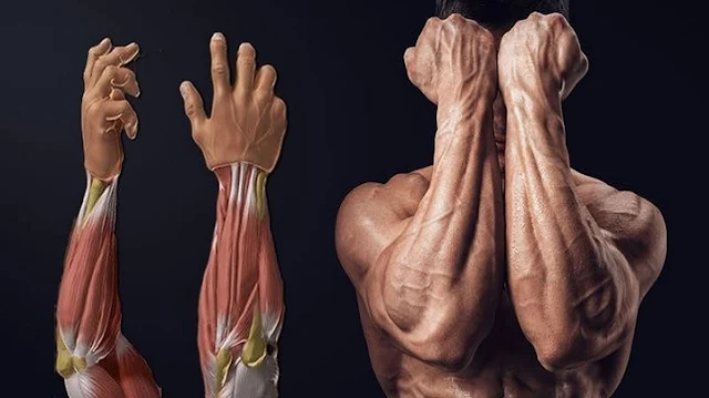 Best Tricks For Building Massive Forearms