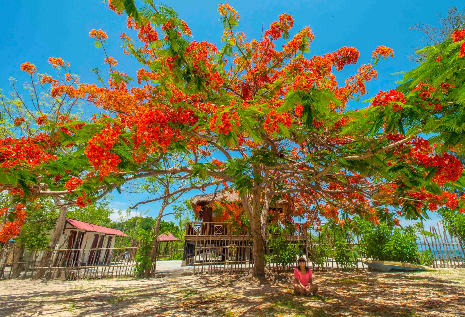 Jual Benih / Biji Pohon Flamboyan Merah - TamanBibit.com