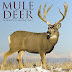 View Review Mule Deer 2018 Calendar AudioBook by Willow Creek Press (Calendar)