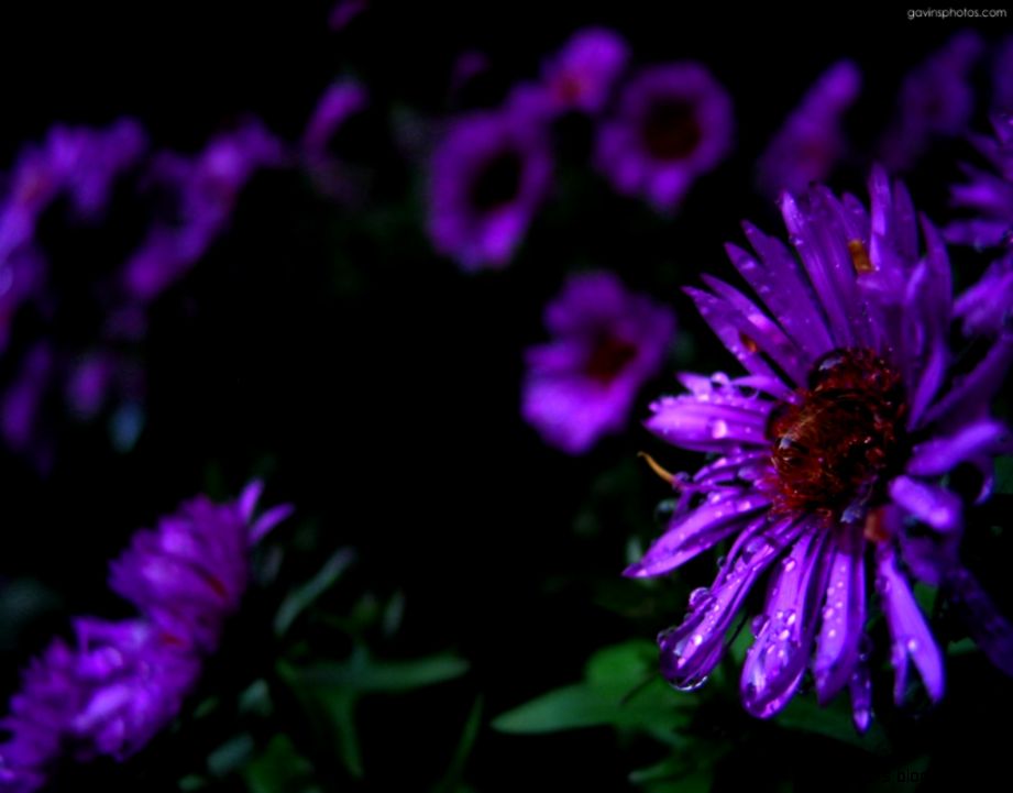 Purple Flower Wallpaper   WallpaperSafari