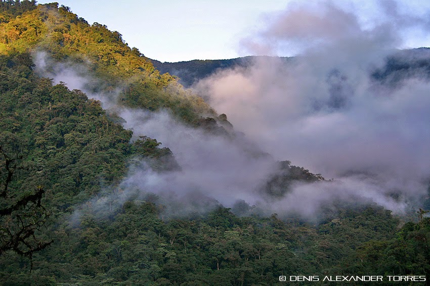 VISION TORRES IMAGENES DE NUESTRO MUNDO UNA MIRADA AL BOSQUE NUBLADO