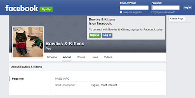 Bowties & Kittens Follow Bucky & Stanley!