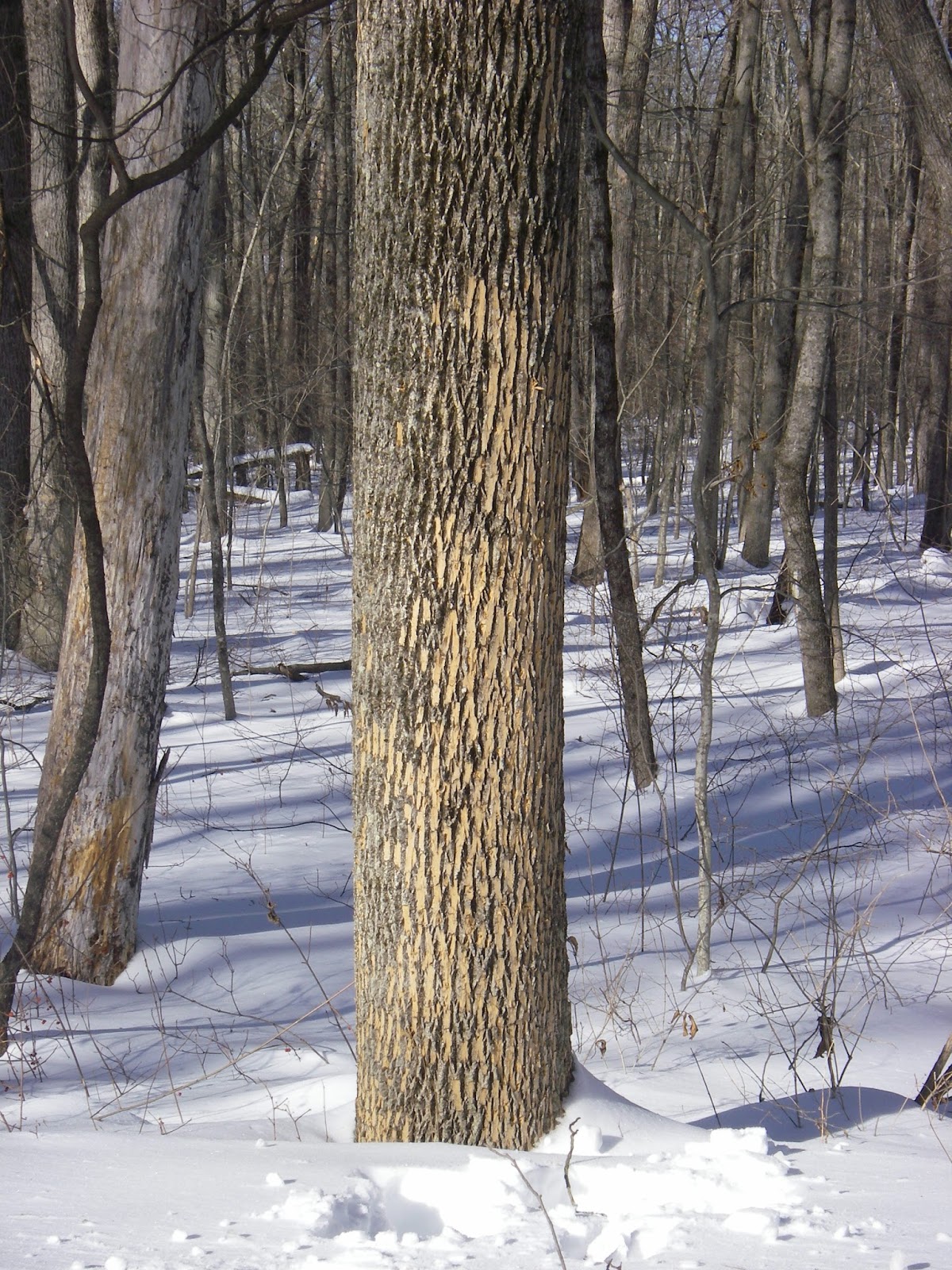 Wildlife Monitor First Signs of Emerald Ash Borer Damage Observed at