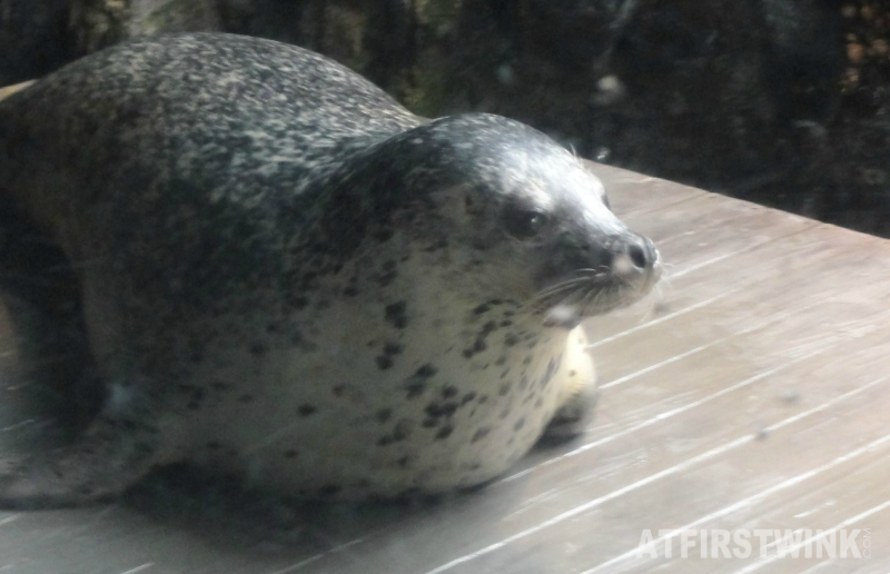 Osaka Aquarium Kaiyukan harbor seal