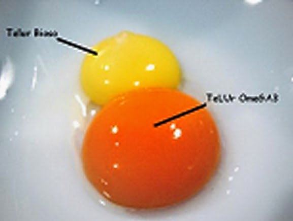 Penyuluhan C 2 Perbedaan Telur Ayam Arab dan Ayam Kampung