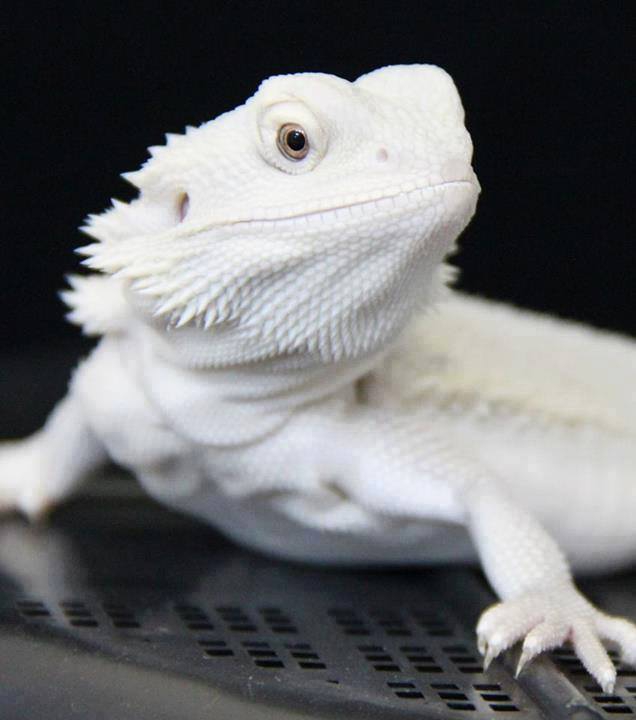 blue bearded dragon