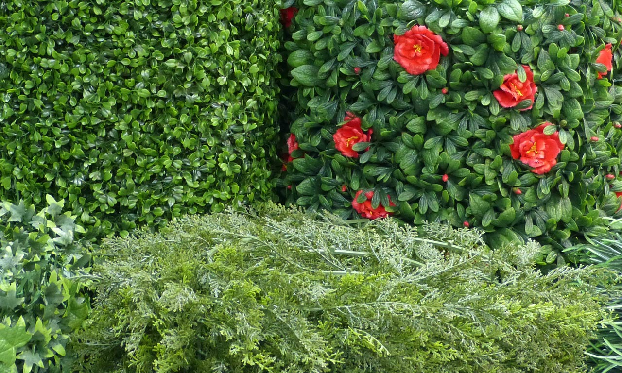 Growing With Plants Clipping Boxwood Hedges