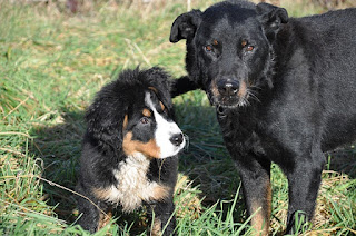 "Big Dogs" Theory of Leadership "Big Dogs" Theory of Leadership