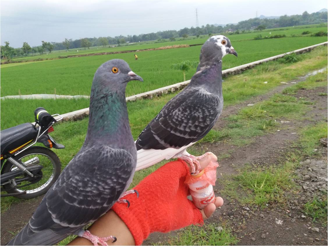 Dwi Kreatif Merpati Free Fly