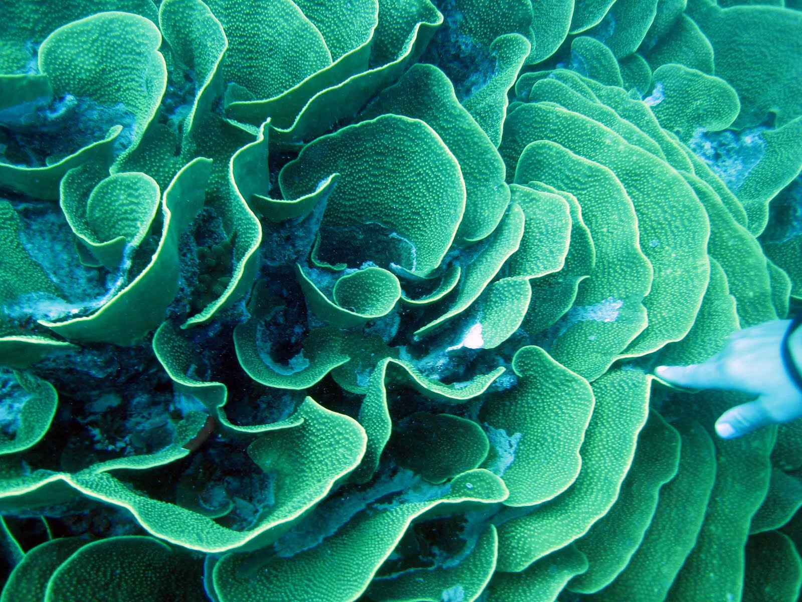 Водоросли без воды. Студариум водоросли. Морские растения. Синие водоросли. Красивые водоросли.