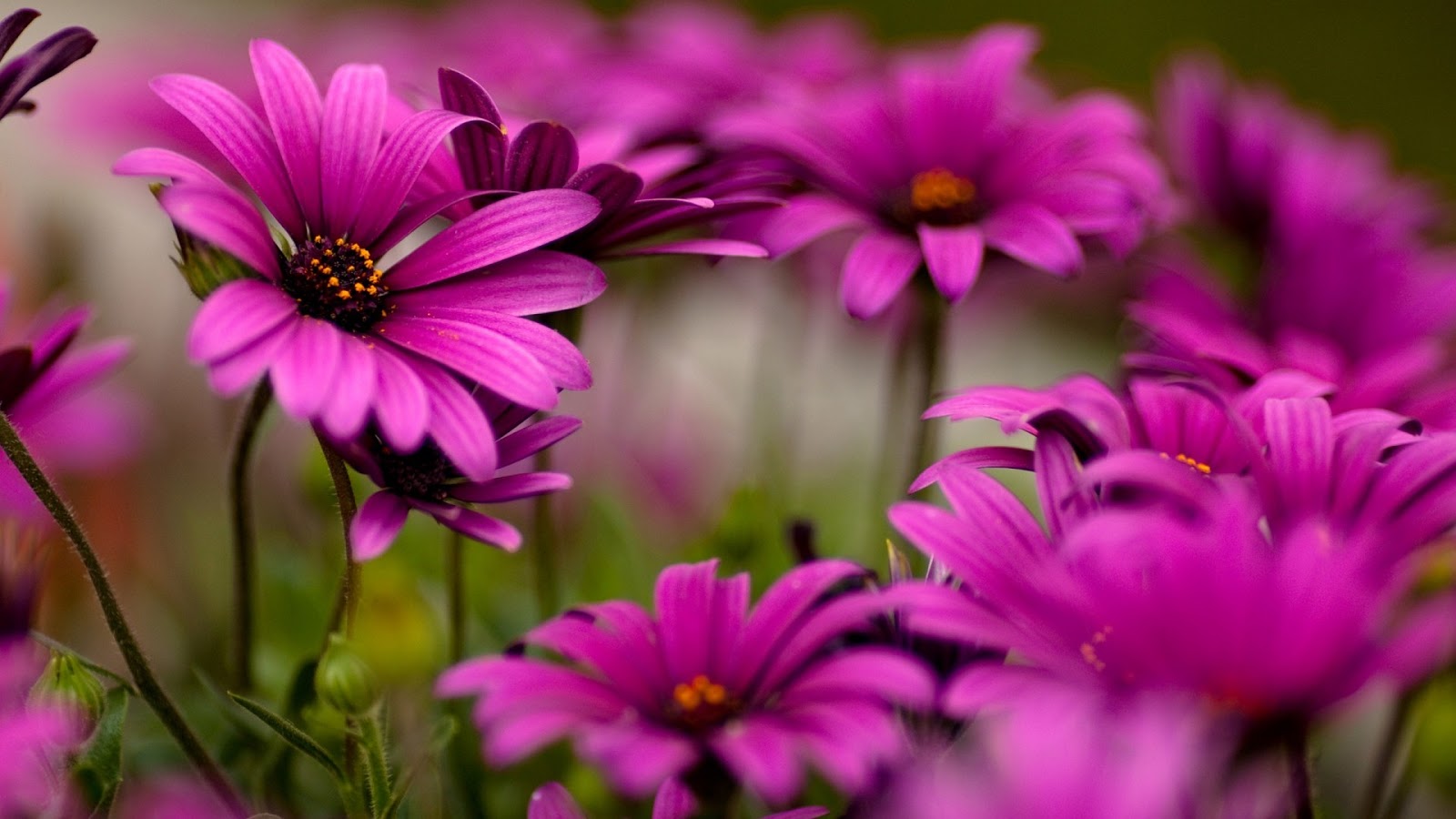 Available Wallpaper Widescreen Wallpaper Flowers