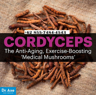 Cordymune Cordyceps Sinensis Cordymune Cordyceps Sinensis