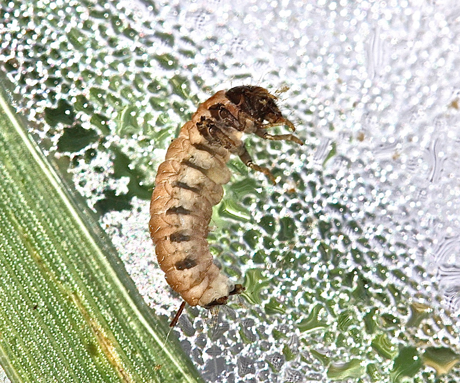 Aquatic Insects of Central Virginia EPT Species List for Central