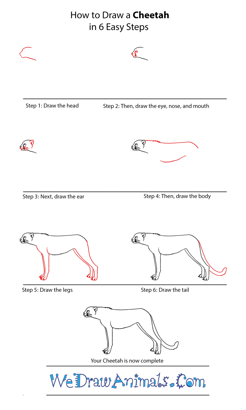 GrowinginPre-K and K: Drawing Animals