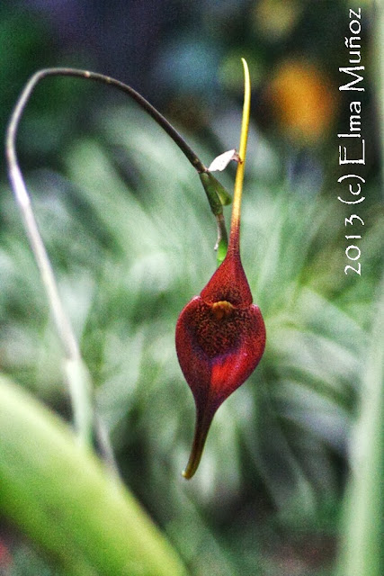 Masdevallia ayabacana. Orquideas del Perú