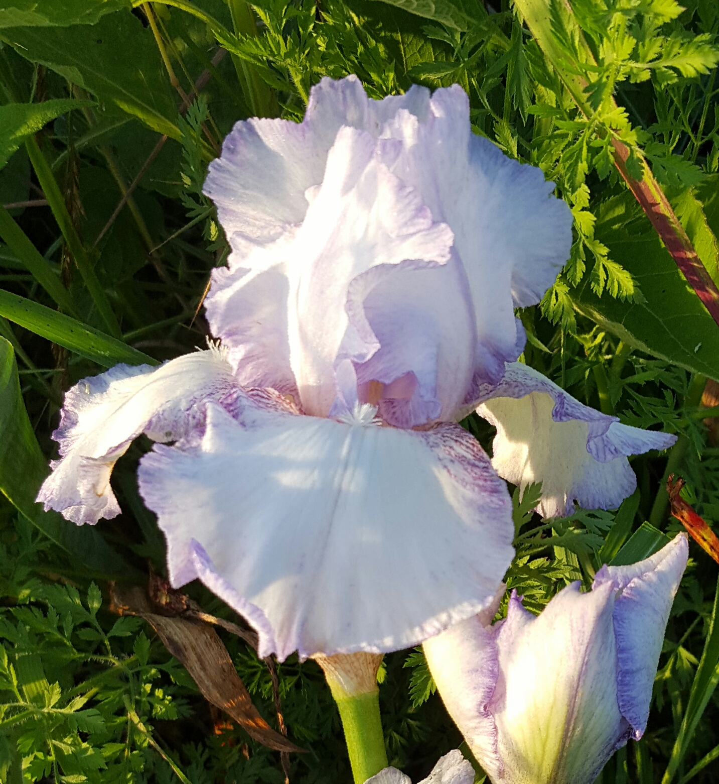 World of Irises 2016 Summer Rebloom in KY, Zone 6