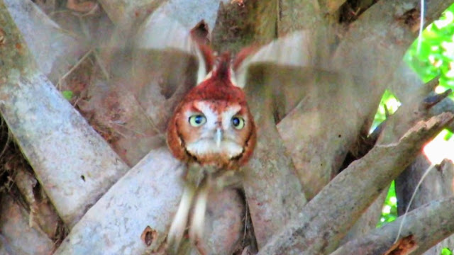 Screech Owl in Flight - Slow Motion