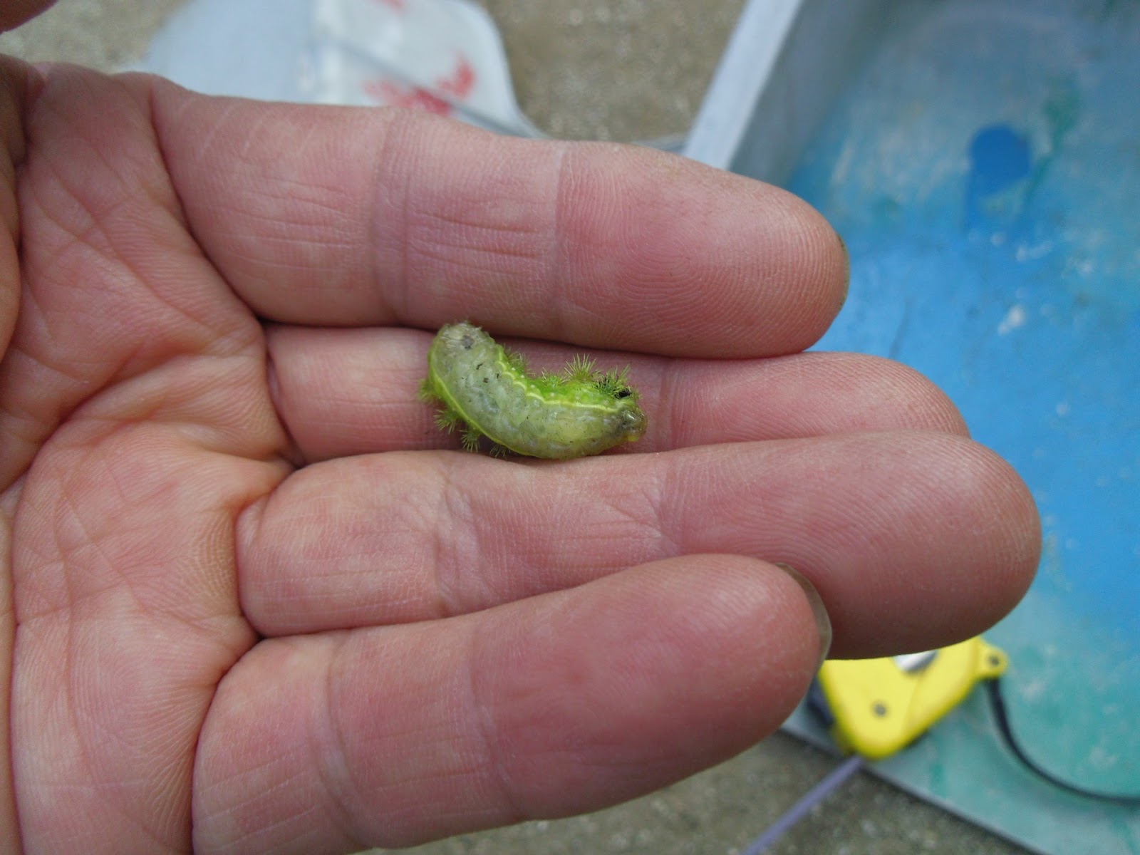 植木一筋42年 害虫 エゴノキでイラガ 別名デンキ虫 ﾞが越冬している ２０１３年７月２０日 イラガ 体長 ２ ２ ｃｍ に成長