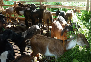 panduan cara budidaya ternak kambing domba susu pedaging natural nusantara poc nasa hormonik viterna distributor nasa