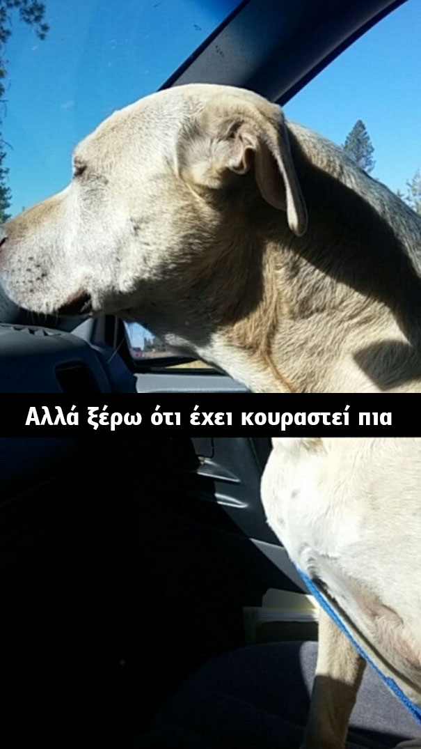Οι τελευταίες στιγμές μίας γέρικης σκυλίτσας. Οι φωτογραφίες που συγκλόνισαν το διαδίκτυο! σκυλίτσα γέρικη σκυλίτσα