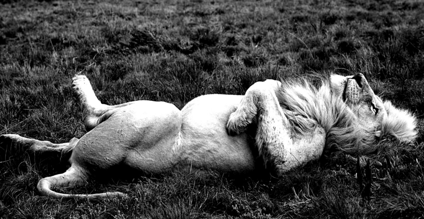 Wildlife photography Nature photography South African wildlife