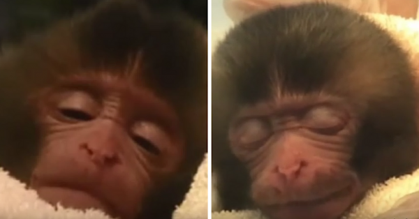 Este video de un mono recién nacido sonriendo dormido 