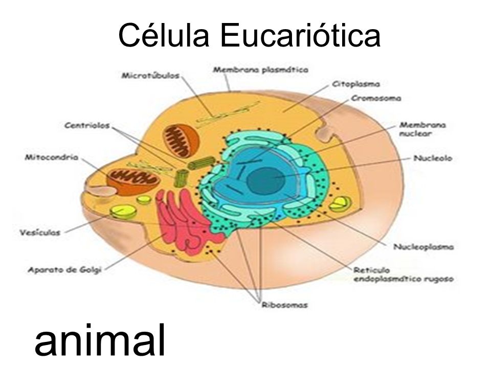 As Células Animais Apresentam Um Revestimento Externo Específico Que Facilita