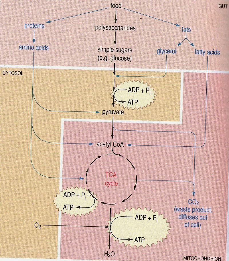 Human body flow diagram mania ATP cell's rechargeable battery
