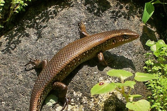 Kadal Bergerak Menggunakan - Homecare24