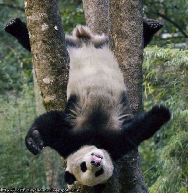 Funny panda in the tree.