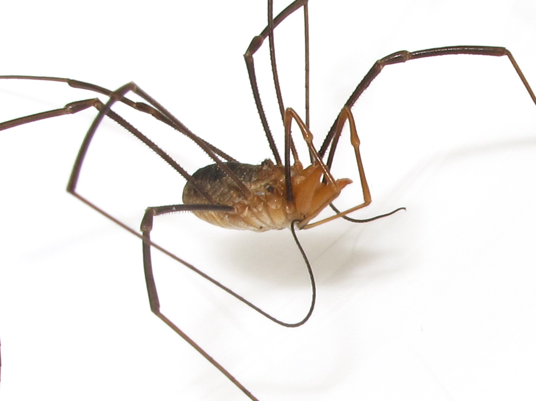 Harvestman Rakes BugBlog: Male harvestman