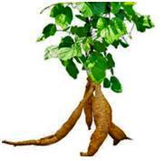 Информация о продукции: Пуэрария