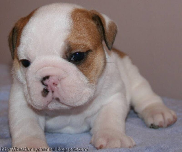 Cute small puppy.