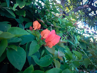Beautiful Garden With Orange Bougainvillea Flowers In The Morning Atmosphere