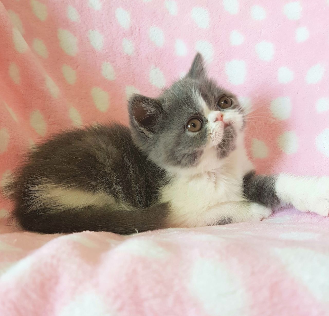 Kuwait Cats And Kittens Sales And Adoption Kuwait Kittens And Cats