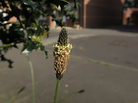 Upright head of Ribwort Plantain beside small holly tree in street.
