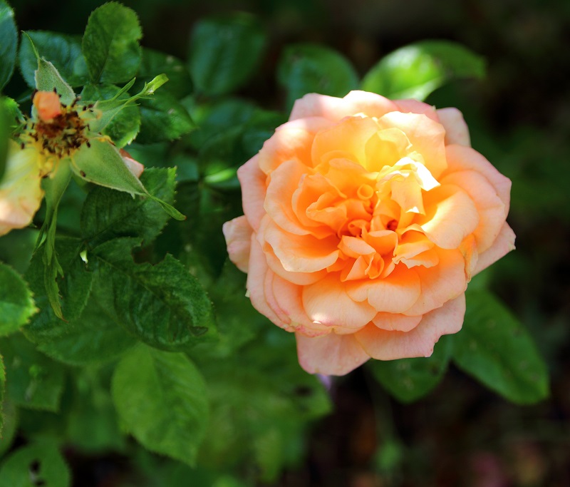 Almost Wordless Wednesday - Roses Only