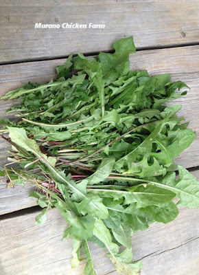Dandelion greens that can be used for chicken feed