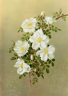 Paul Jones 1921-1997 ~ Australian painter | Flowers of May