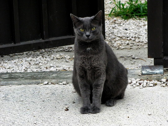 Cat from Olonzac, France