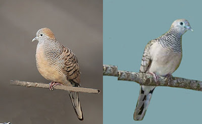 Doves+Bird.jpg