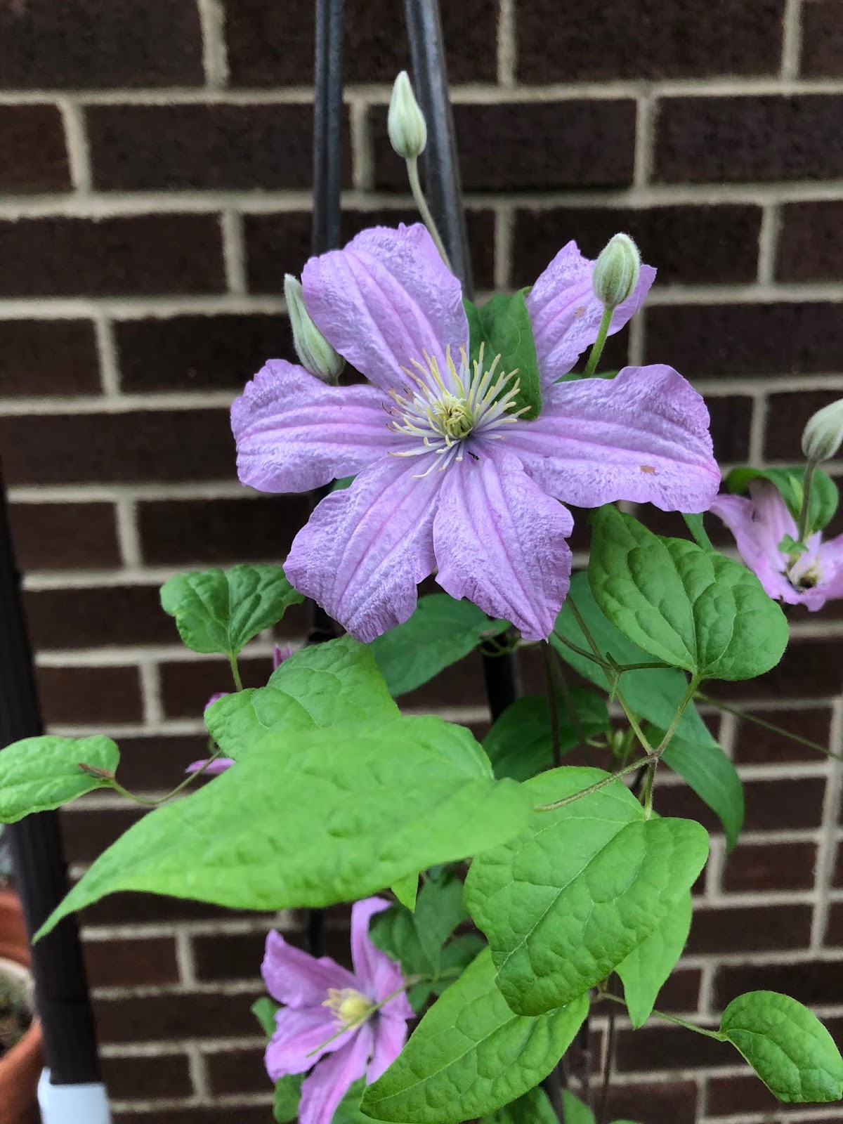 Plants are Resilient