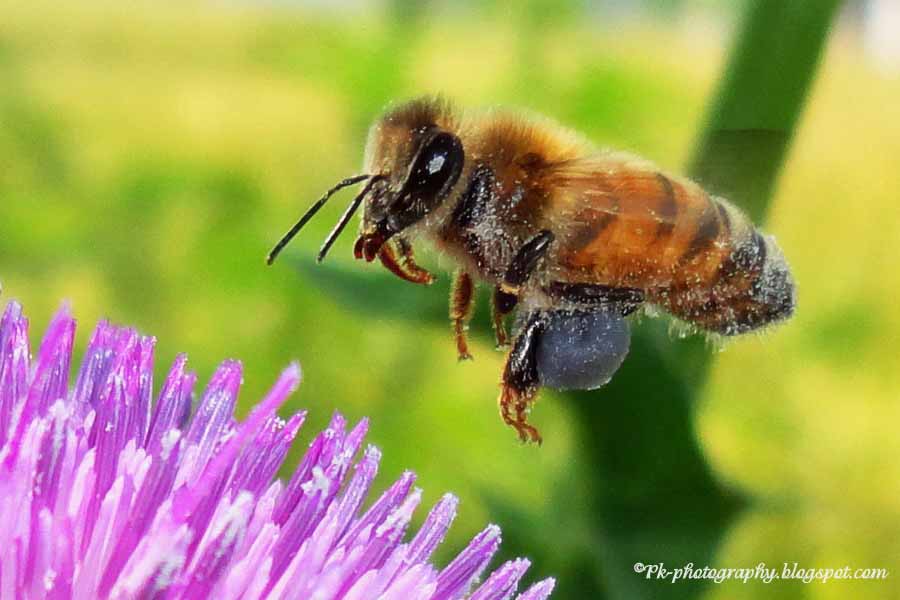 Nature, Cultural, and Travel Photography Blog: 10/1/08 - 11/1/08