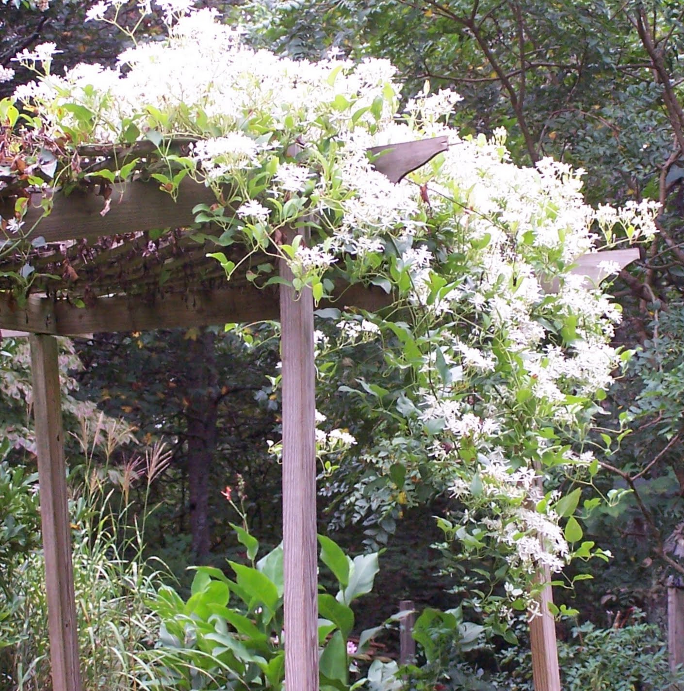 Jean the Plant Lady: Virgin's Bower, or Common Clematis
