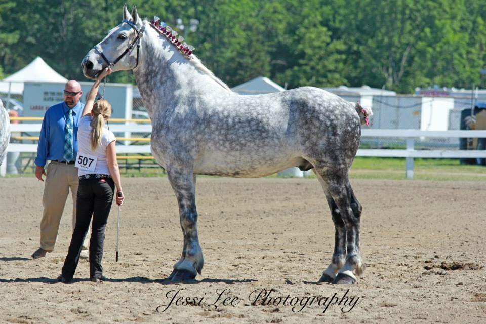 Hope and Horses Why Are White Horses Called Gray?