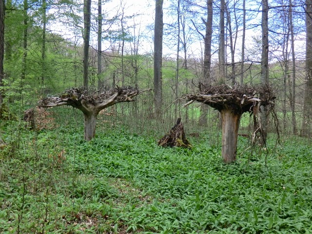 Fotoliesels Erlebniswelt: Naturpark Schönbuch - Bärlauch im ... Fotoliesels Erlebniswelt: Naturpark Schönbuch - Bärlauch im ...