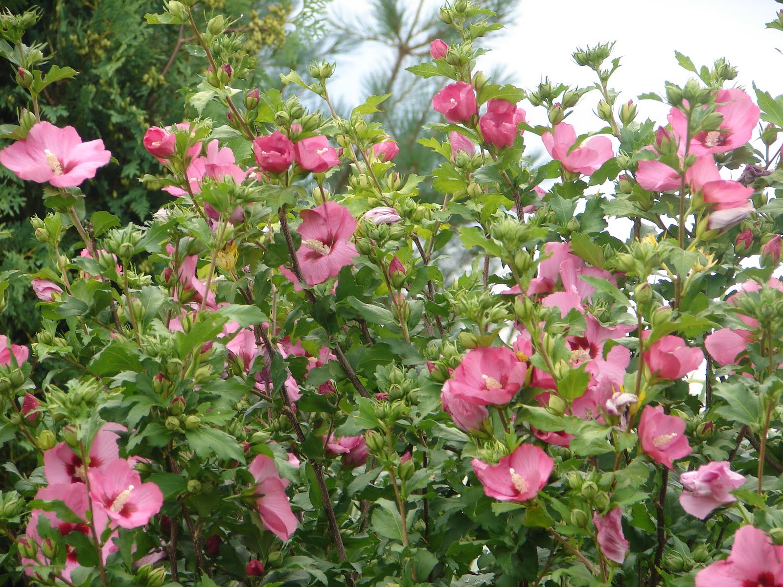 One Love Farm Late July blooms
