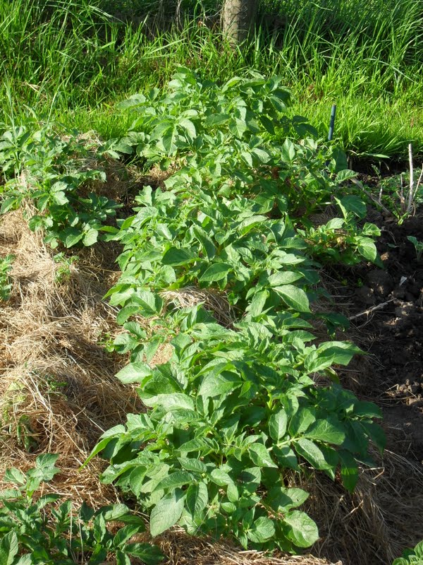 A Woman of the Soil May 2012
