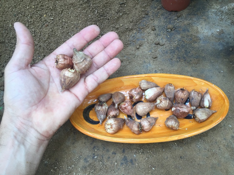 How to plant and grow freesia